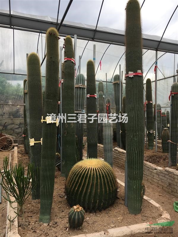 仙人掌 仙人柱 仙人球 沙漠植物仙人掌 沙漠植物仙人柱