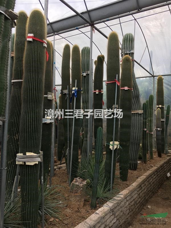 仙人掌 仙人柱 仙人球 沙漠植物仙人掌 沙漠植物仙人柱