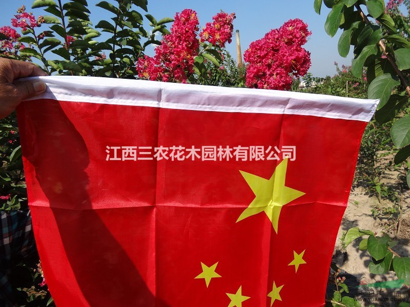   （大紅紫薇、紅火箭紫薇、國(guó)旗紅紫薇）采購(gòu)價(jià)