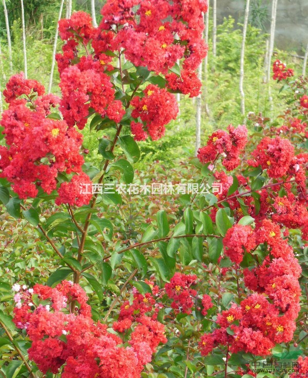   （大紅紫薇、紅火箭紫薇、國(guó)旗紅紫薇）采購(gòu)價(jià)