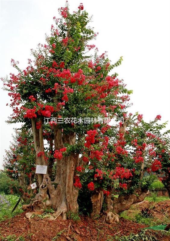  紅火箭、紅火球紫薇樹和美國紫薇樹