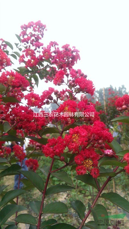  紅火箭、紅火球紫薇樹和美國紫薇樹