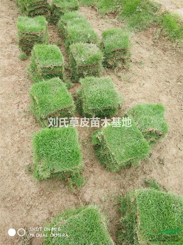 湖南馬尼拉草皮
