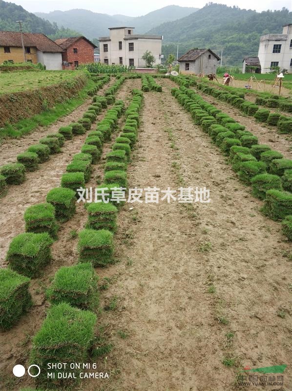 馬尼拉草坪種植技術（二）