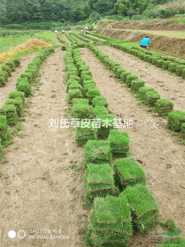 馬尼拉草坪種植技術（二）