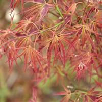  日本紅楓萬葉之里品種介紹