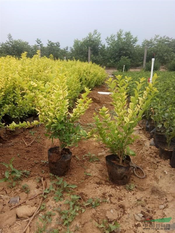 山東地區(qū)小苗金葉女貞35_45公分