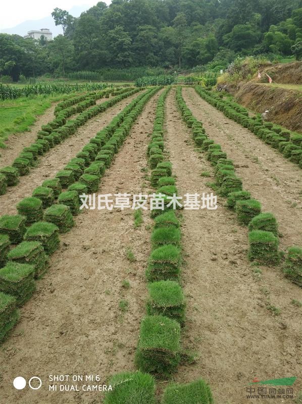 直銷草皮?。。?！