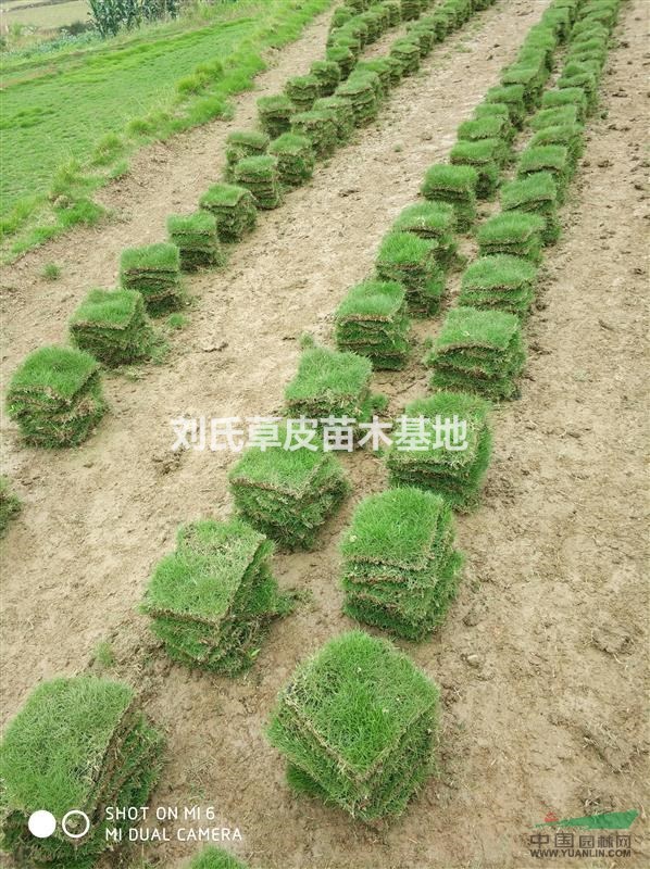 直銷草皮?。。?！