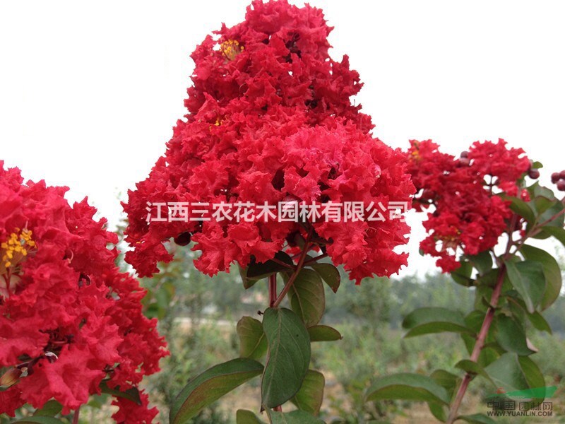 （紅火箭紫薇、紅火球紫薇、天鵝絨紫薇）什么價(jià)格