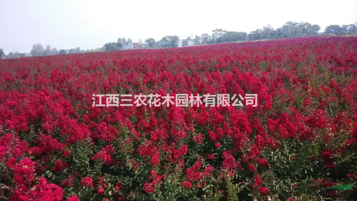 （紅火箭紫薇、紅火球紫薇、天鵝絨紫薇）什么價(jià)格