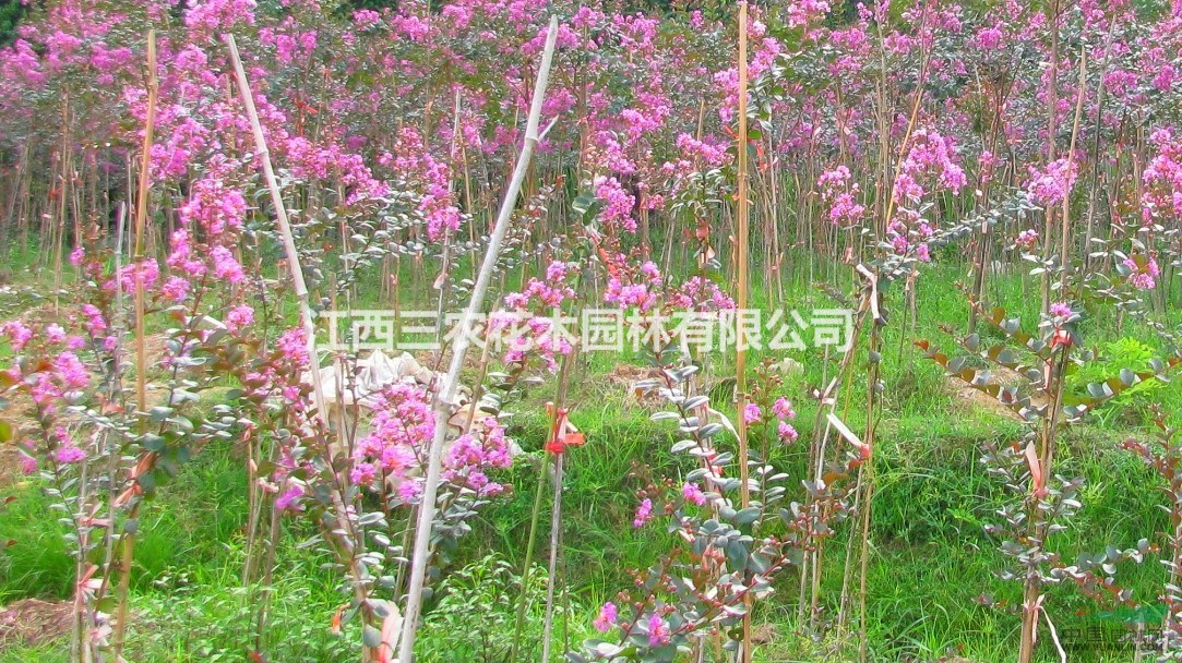 （叢生紫薇、速生紫薇、喬木紫薇）什么價格