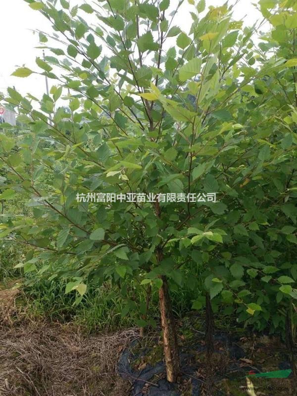 出售D2-4cm河樺20000株