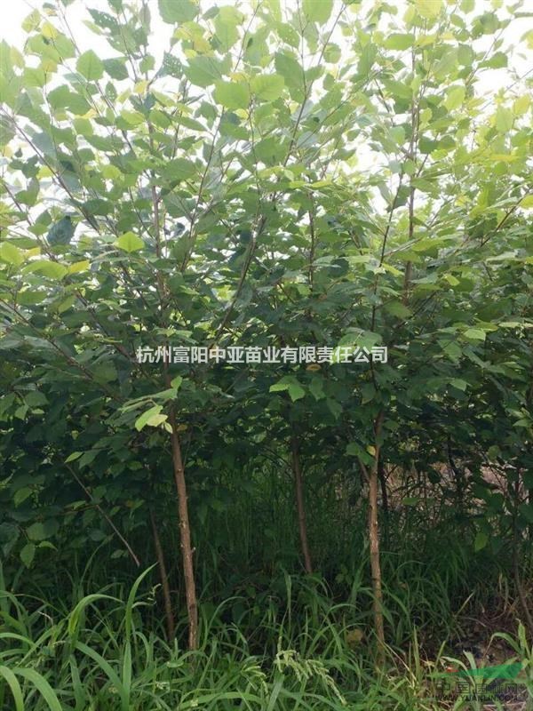 出售D2-4cm河樺20000株