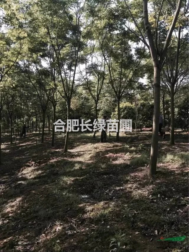 供應(yīng)米徑2-15公分黃山欒樹(shù)，紅櫸，香樟，大葉女貞，烏桕