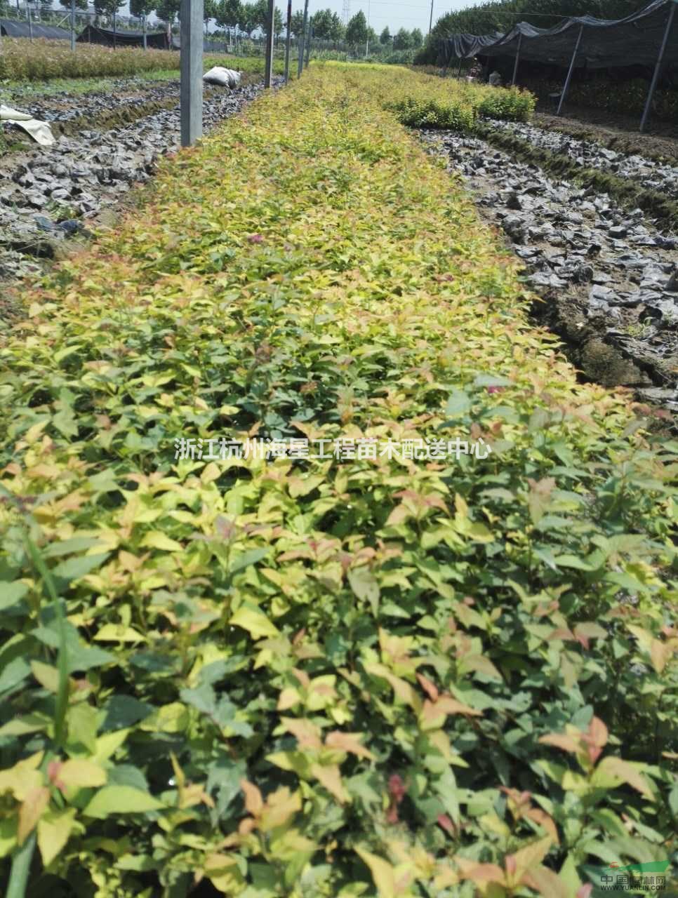  繡線(xiàn)菊小苗..蕭山毛球,蕭山小苗,工程用苗專(zhuān)業(yè)配送