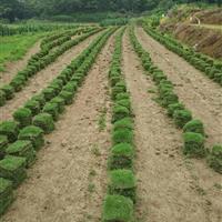 馬尼拉草皮在現(xiàn)代生活中除了起到裝飾作用之外,還能起到保護(hù)環(huán)境