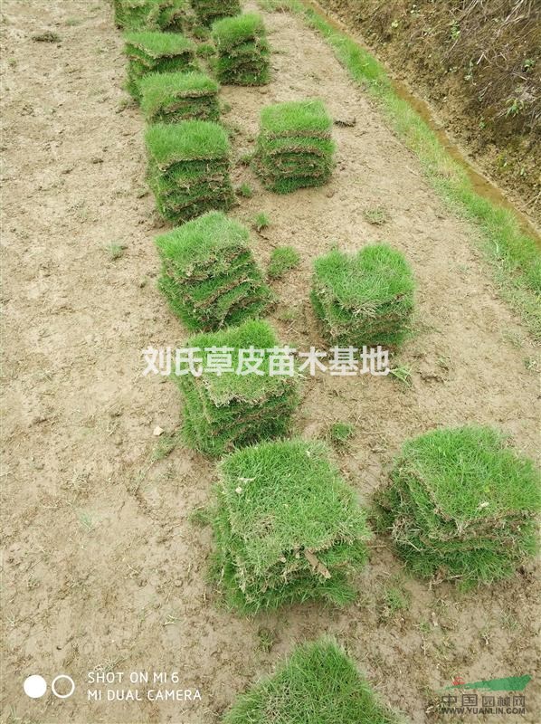 馬尼拉草皮在現(xiàn)代生活中除了起到裝飾作用之外,還能起到保護環(huán)境