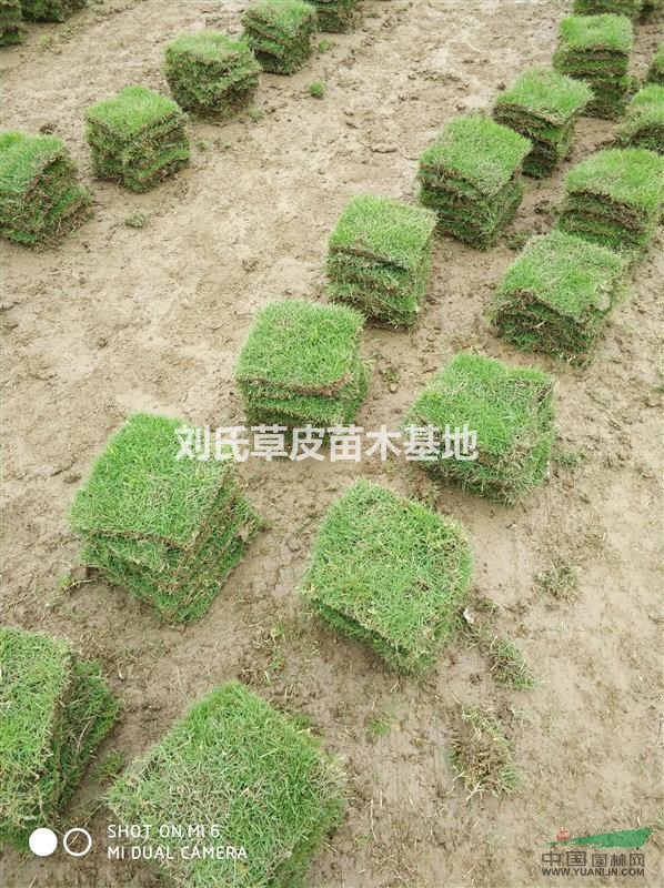 直供湖南草皮