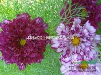 江蘇地區(qū)供應(yīng)波斯菊花卉/格桑花批發(fā)/波斯菊價(jià)格