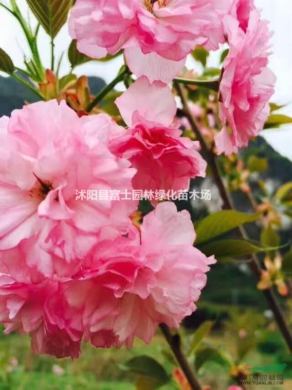江蘇地區(qū)供應(yīng)榆葉梅直徑5，6，7，8公分