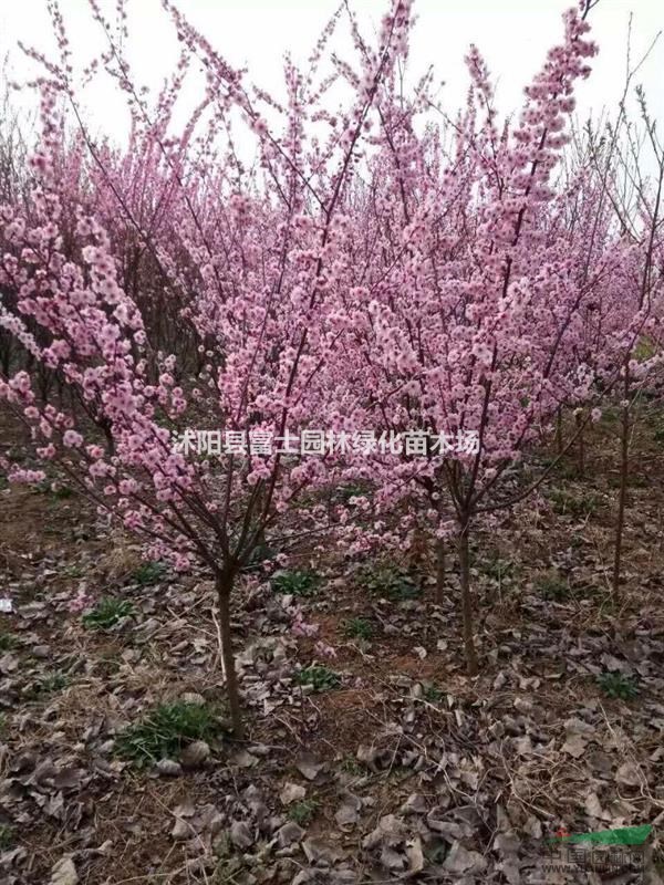 江蘇地區(qū)供應(yīng)榆葉梅直徑5，6，7，8公分