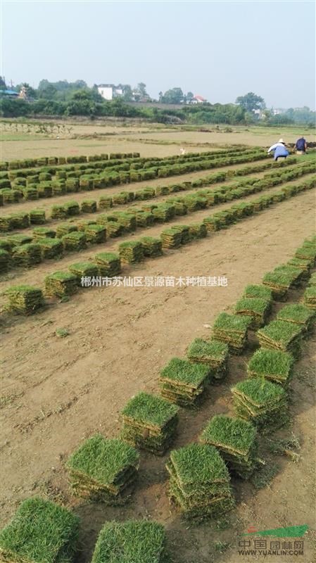 郴州草皮-郴州草坪-精品郴州馬尼拉草皮