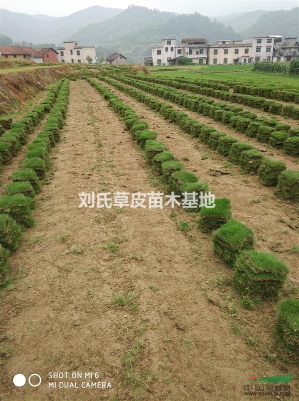馬尼拉草皮可以改善小氣候