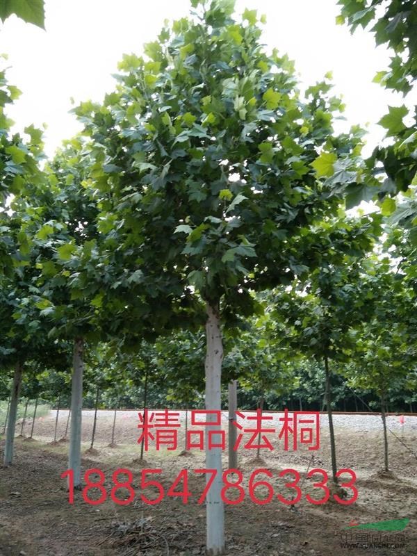 法桐之鄉(xiāng)