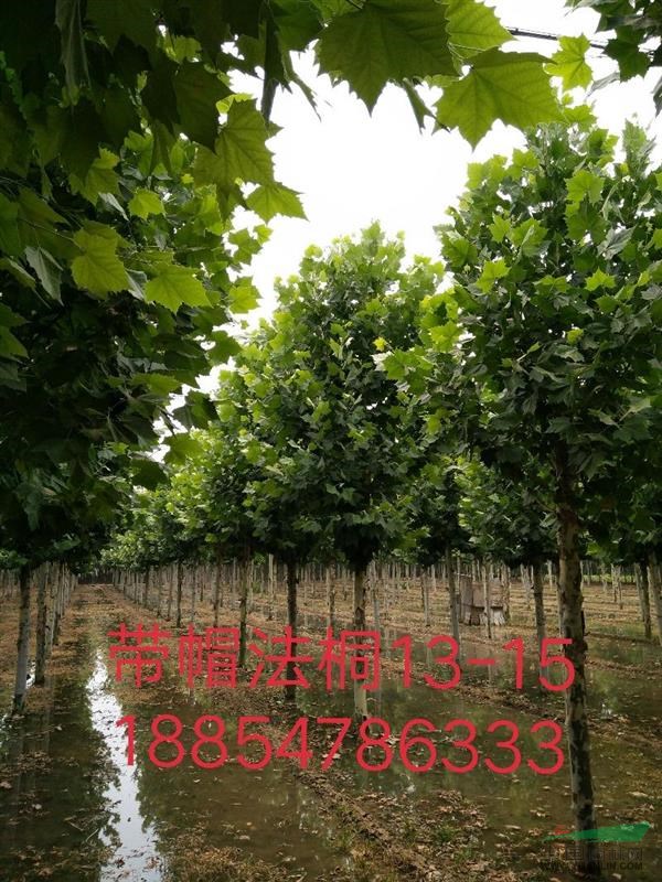 法桐之鄉(xiāng)