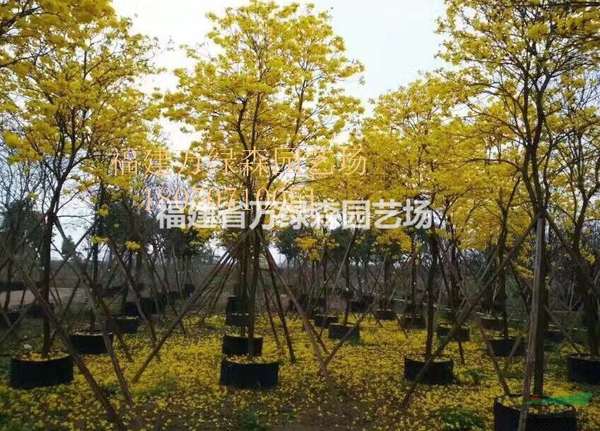 福建黃花風(fēng)鈴木的價(jià)格 漳州黃花風(fēng)鈴木市場在哪