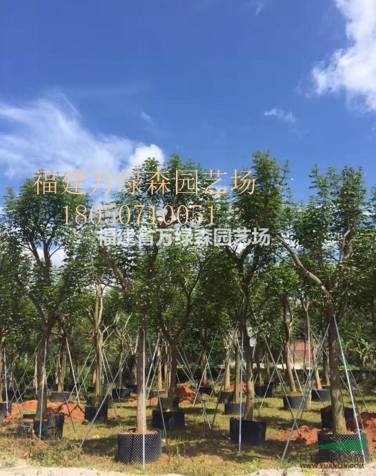 福建全冠黃花風(fēng)鈴木供應(yīng) 福建骨架黃花風(fēng)鈴木供應(yīng)