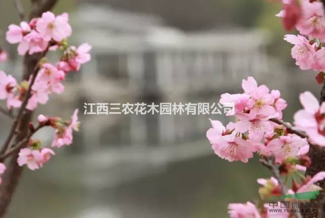  2017新品種櫻花“陽光櫻”，陽光櫻價格