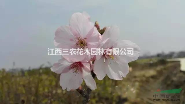  2017新品種櫻花“陽光櫻”，陽光櫻價格