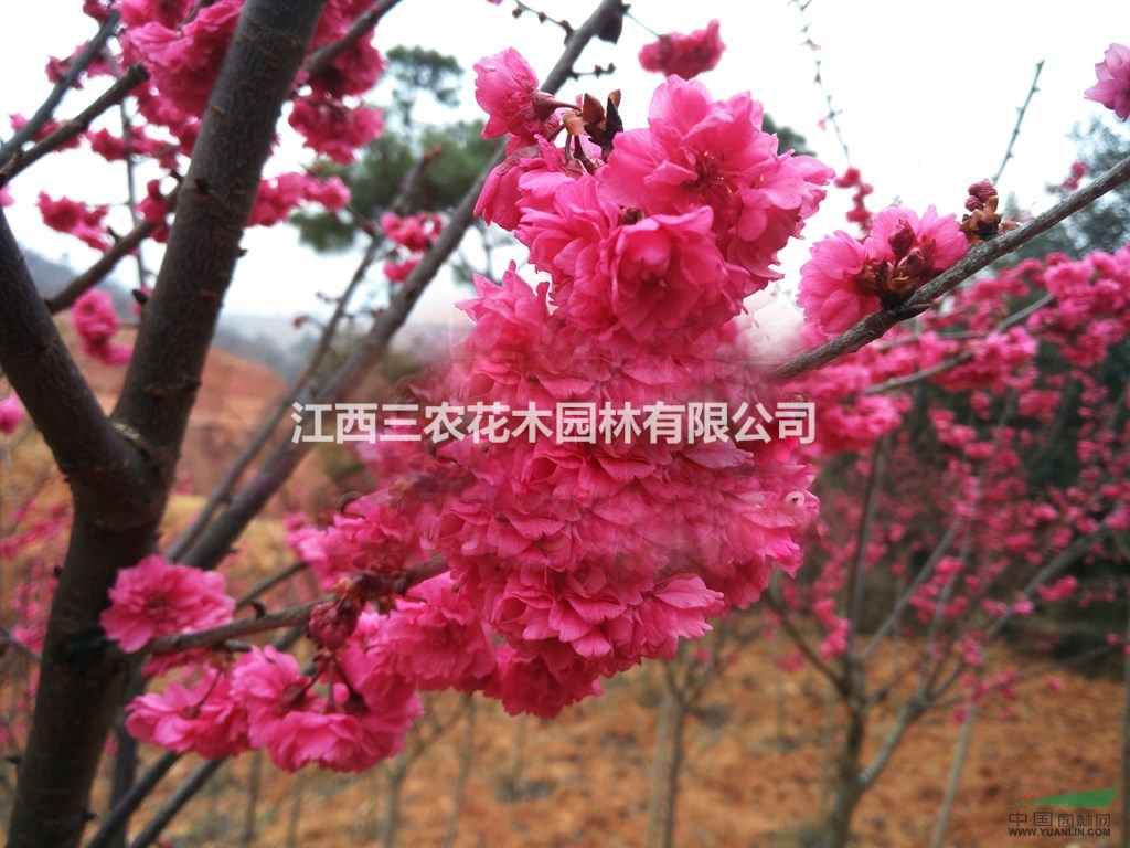   中國(guó)紅櫻花多少錢(qián)，最新批發(fā)采購(gòu)報(bào)價(jià)格