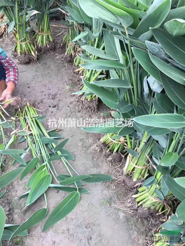 浙江蕭山水生植物基地直銷一再力花