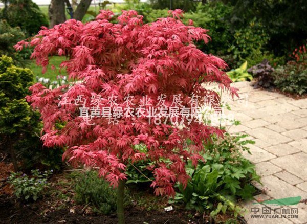  新西蘭紅楓藝妓品種介紹 