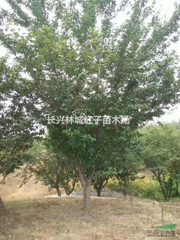 鸡爪械，大樱花