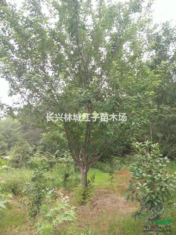 鸡爪械，大樱花