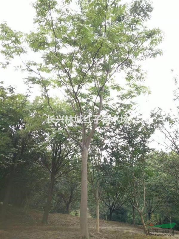 栾树