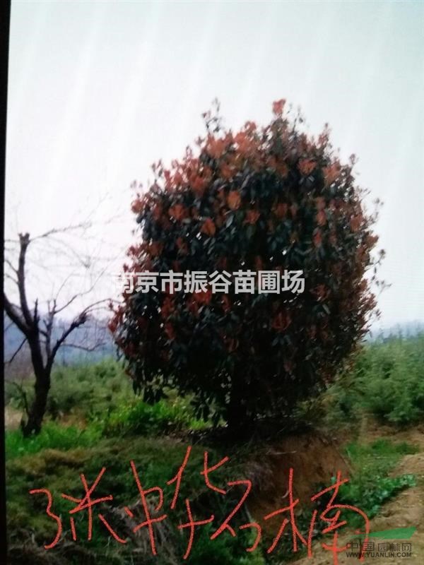 江蘇地區(qū)供應8一12公分桂花