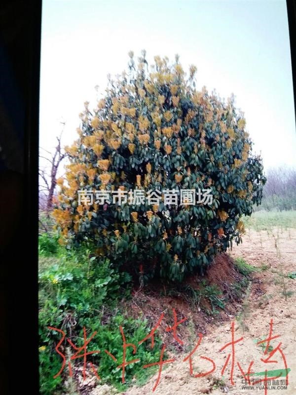 江蘇地區(qū)供應8一12公分桂花