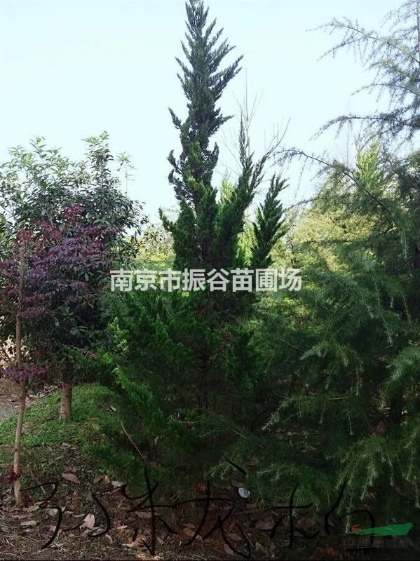 江蘇地區(qū)供應(yīng)1一5米龍柏