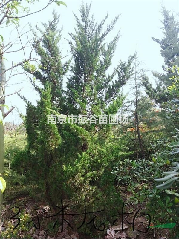 江蘇地區(qū)供應(yīng)1一5米龍柏