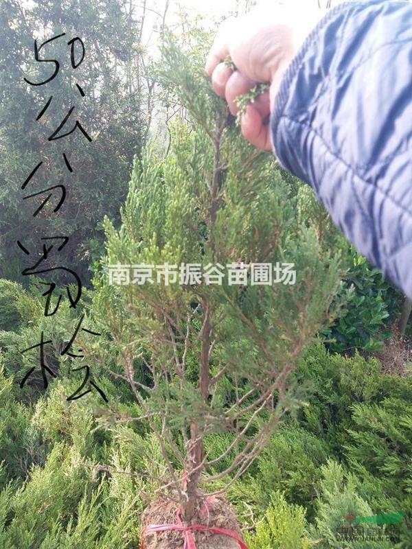 江蘇地區(qū)供應1一5米蜀檜