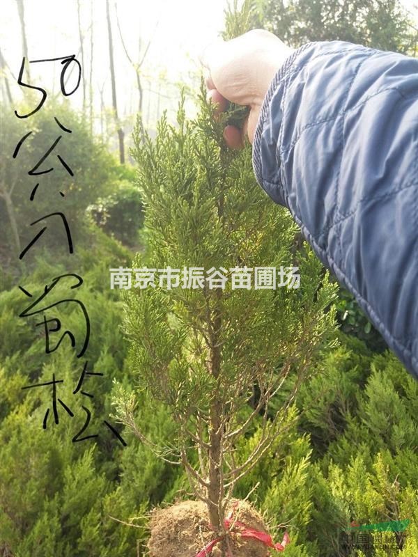 江蘇地區(qū)供應1一5米蜀檜