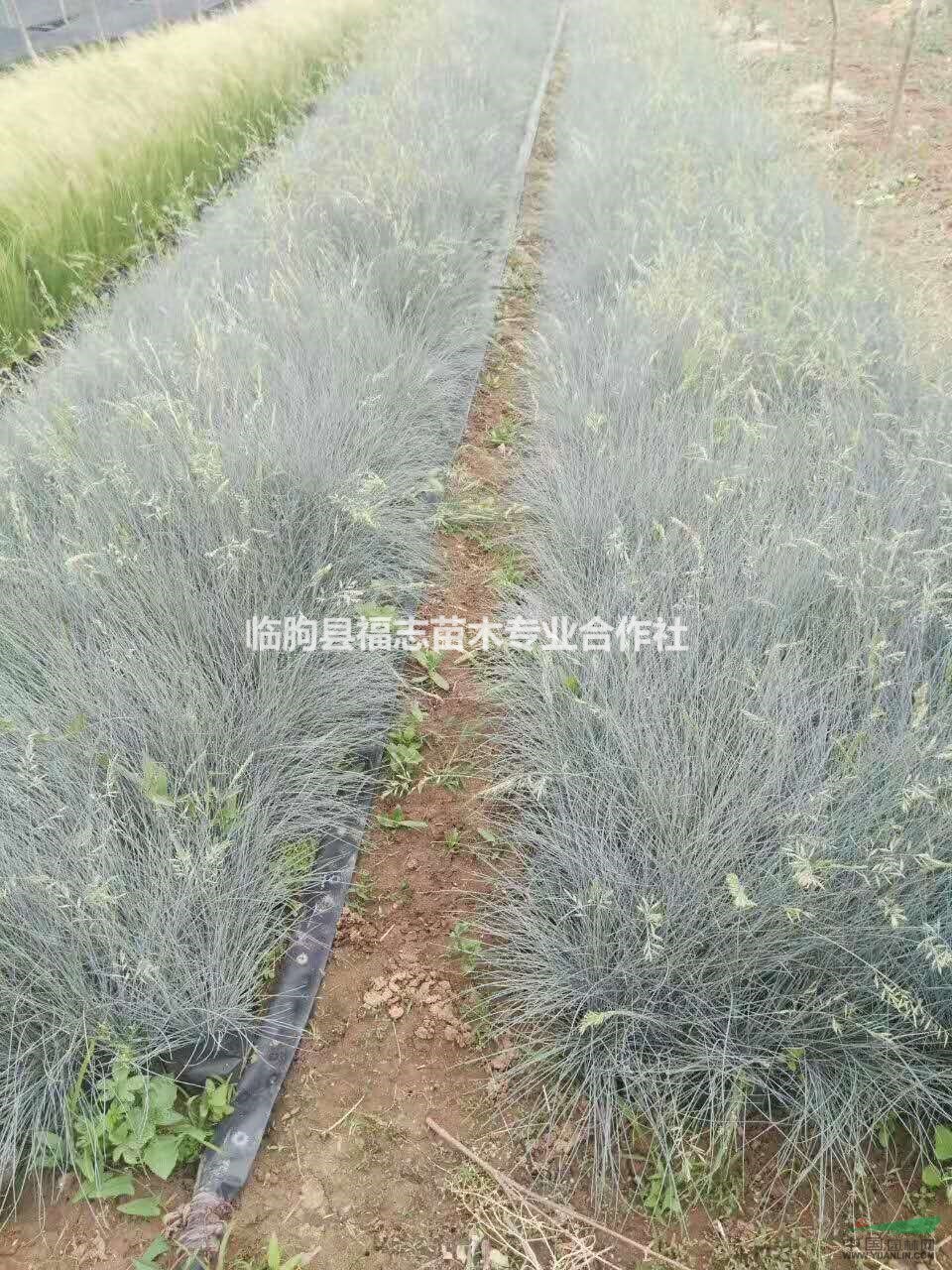 山東藍羊茅價格/藍羊茅圖片