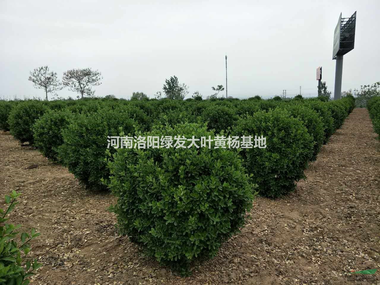 洛陽大葉黃楊基地