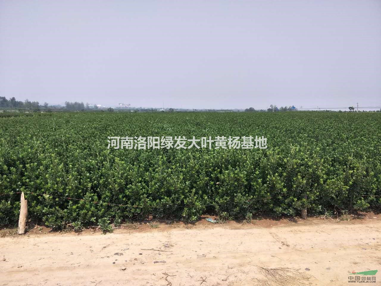 洛陽大葉黃楊基地