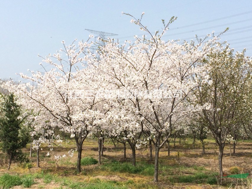  江西櫻花樹、櫻花樹成片規(guī)模基地介紹